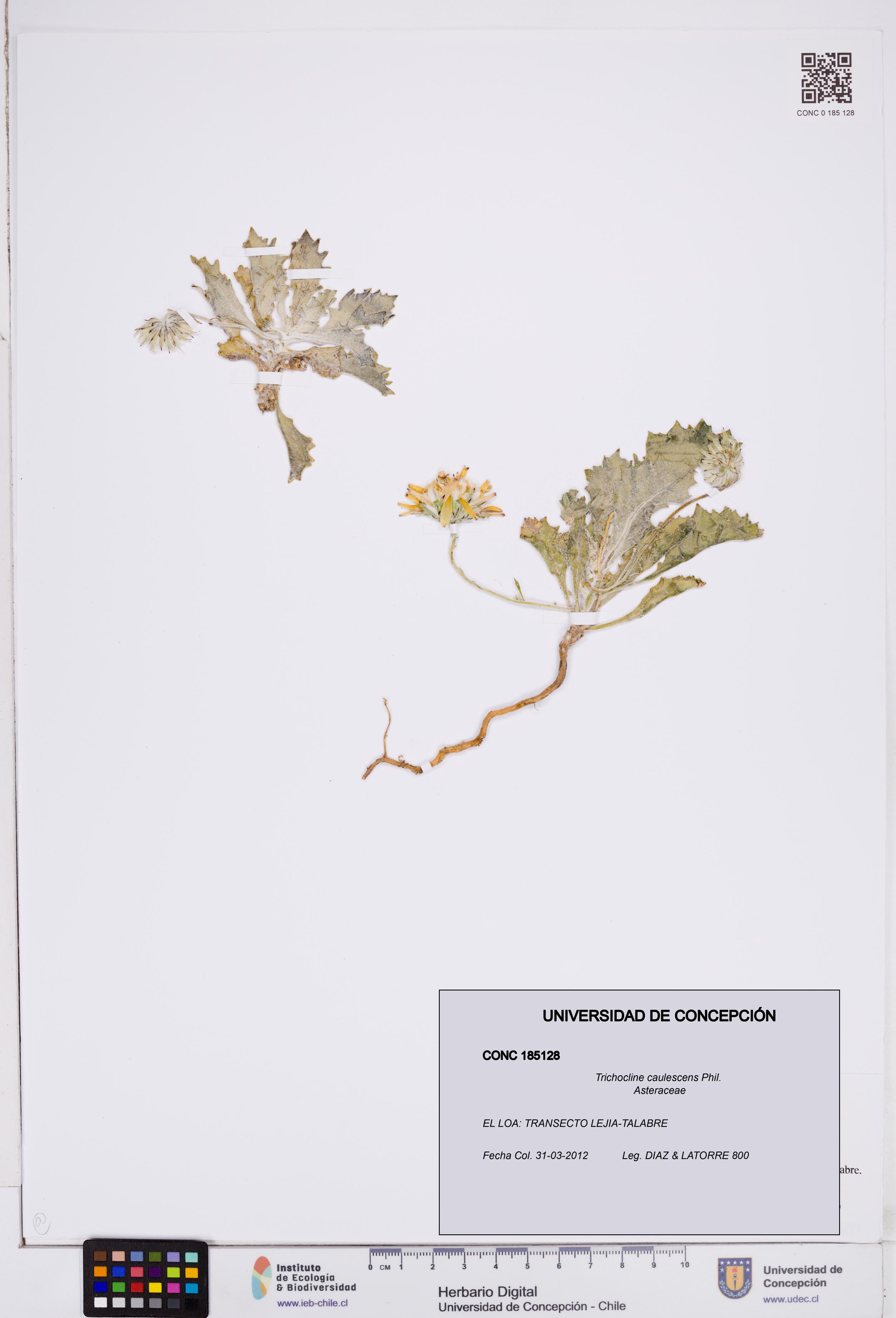 Trichocline caulescens [Espécimen: ]