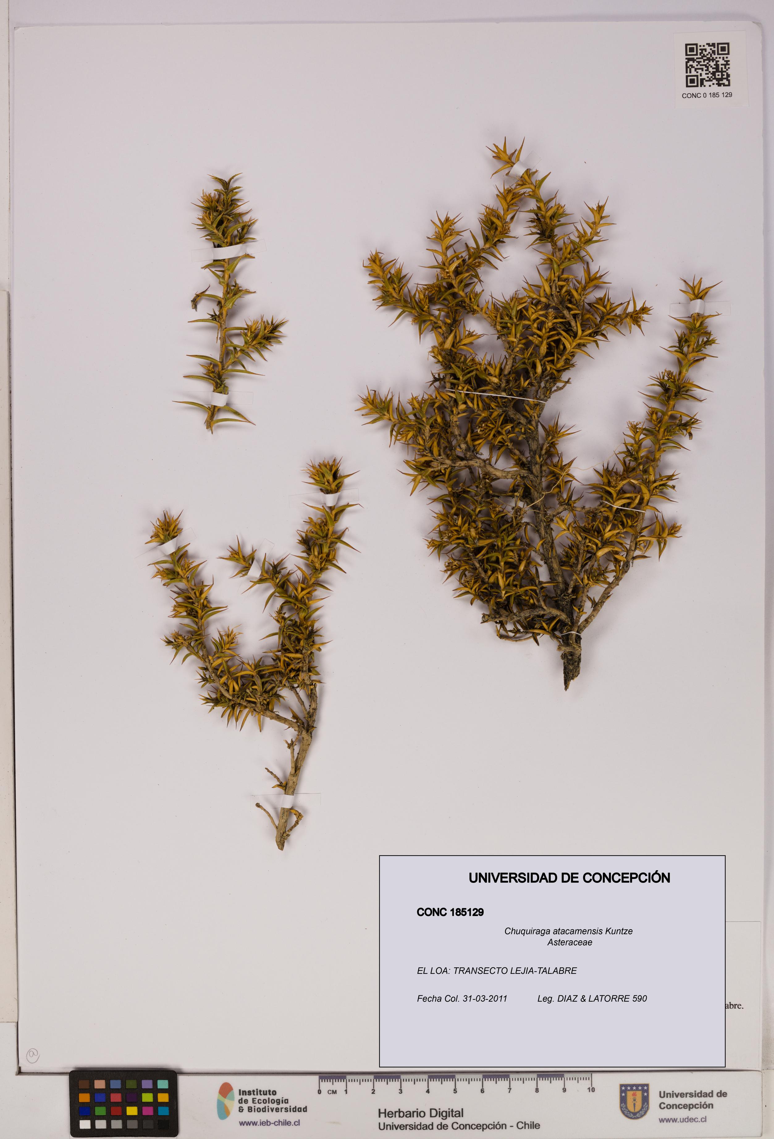 Chuquiraga atacamensis [Espécimen: UDEC:CONC:0185129]