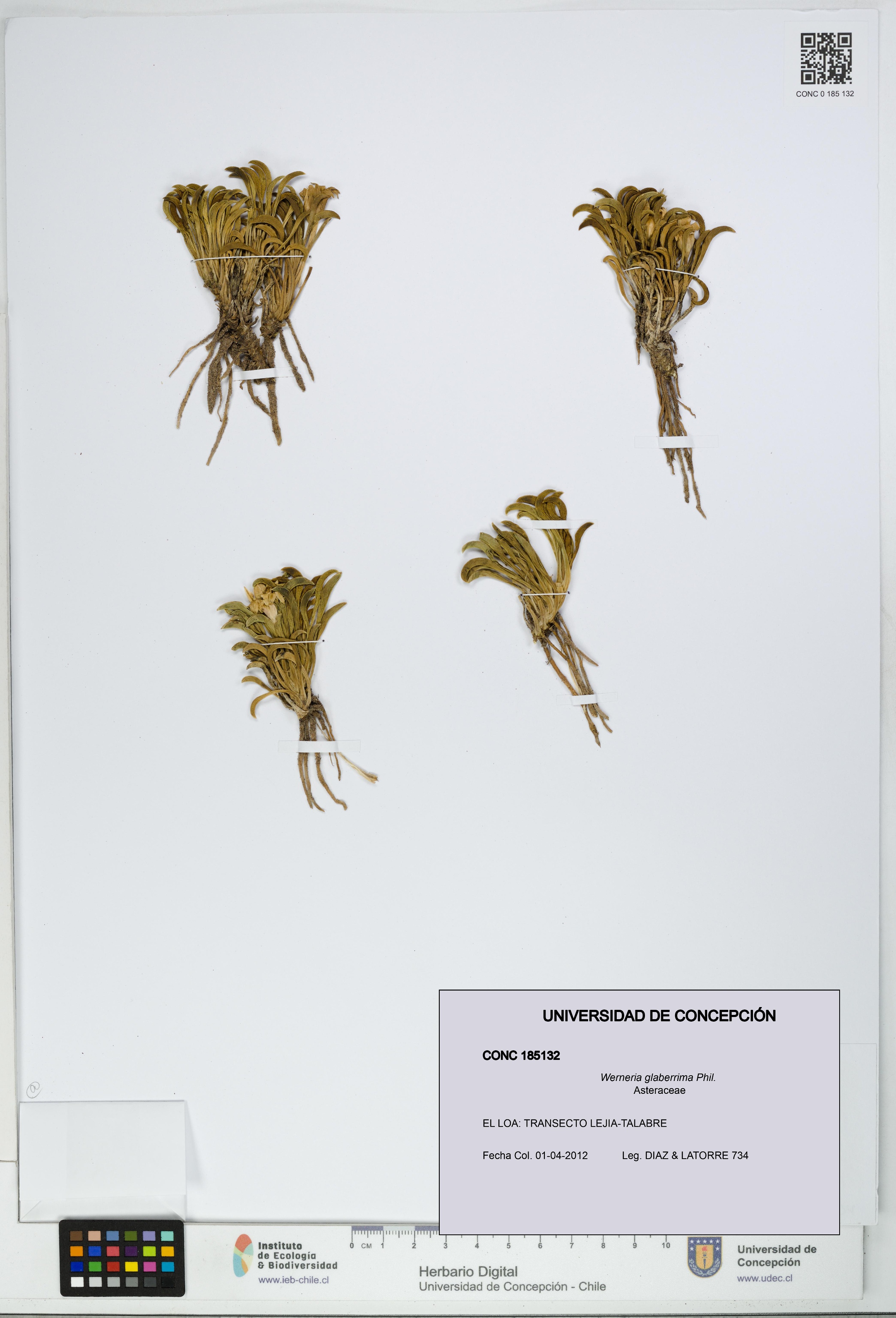 Werneria glaberrima [Espécimen: UDEC:CONC:0185132]