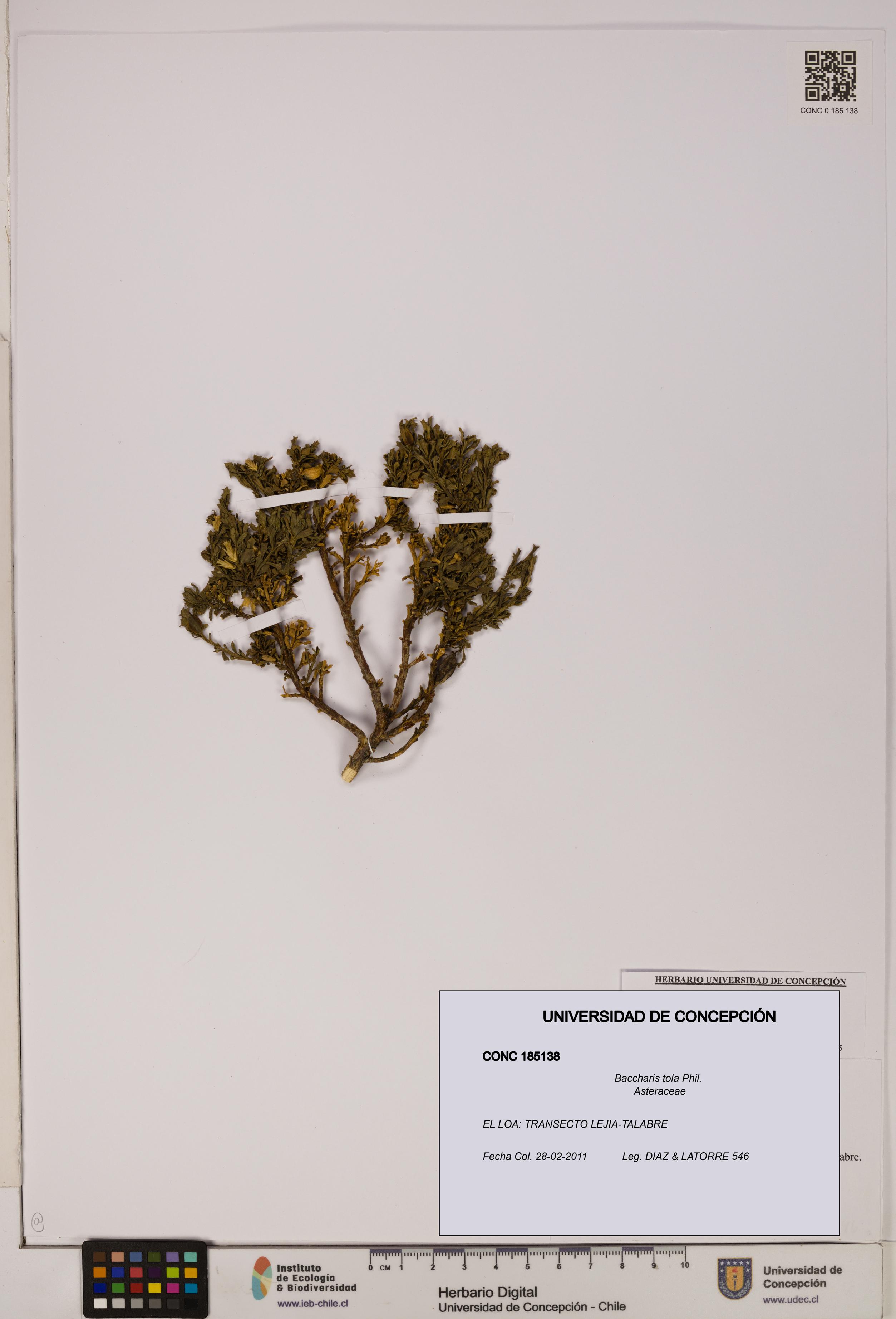 Baccharis tola [Espécimen: UDEC:CONC:0185138]