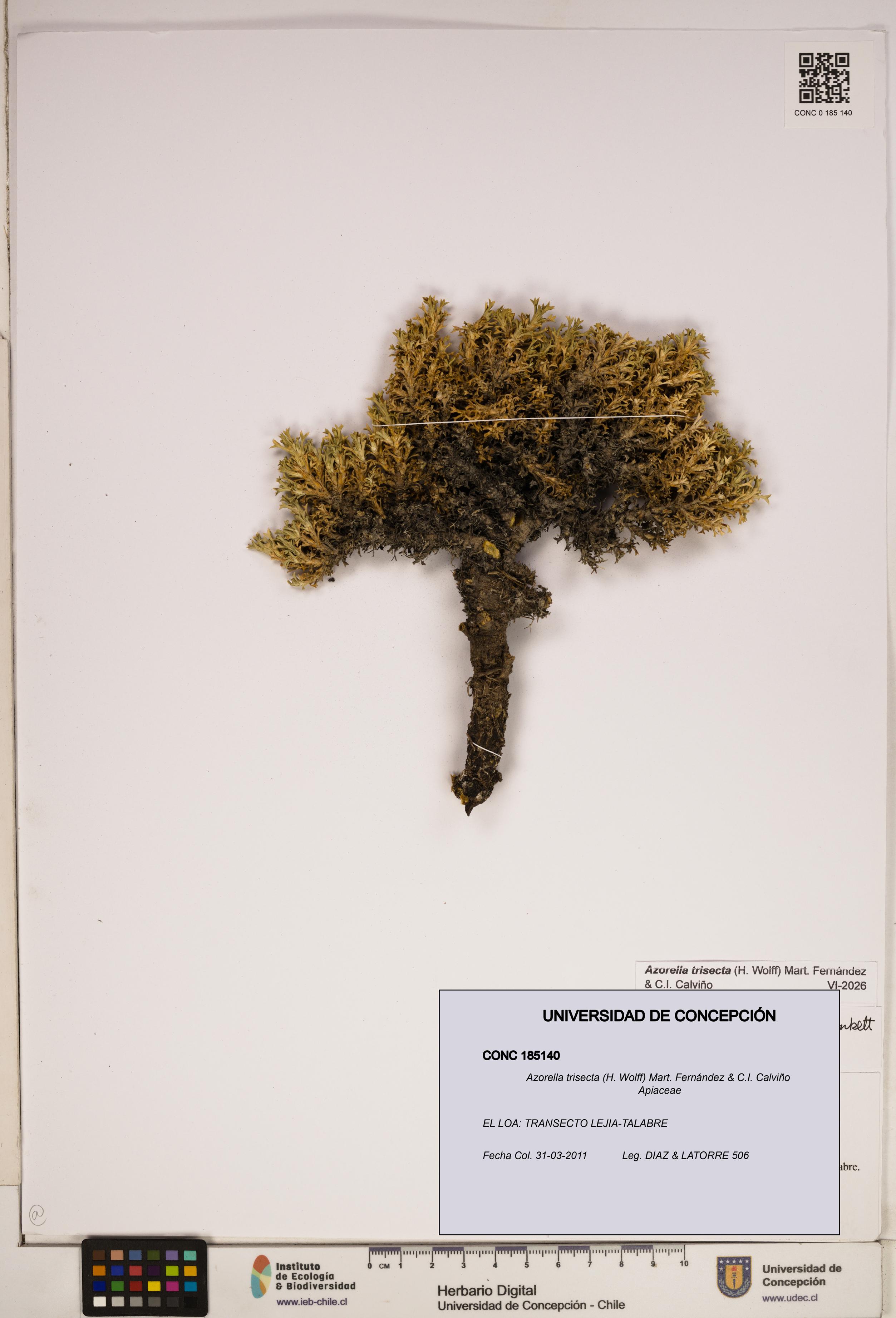 Azorella trisecta [Espécimen: ]