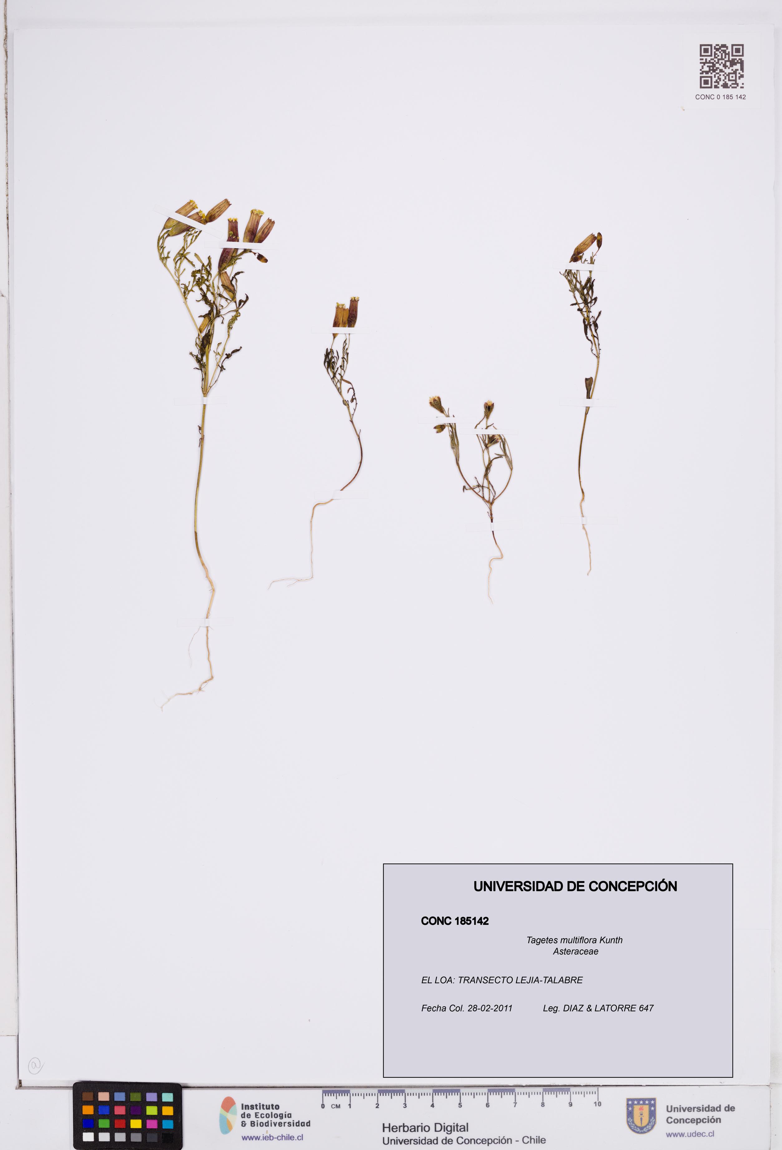 Tagetes multiflora [Espécimen: ]