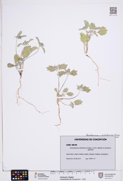 Homalocarpus dichotomus [Espécimen: ]