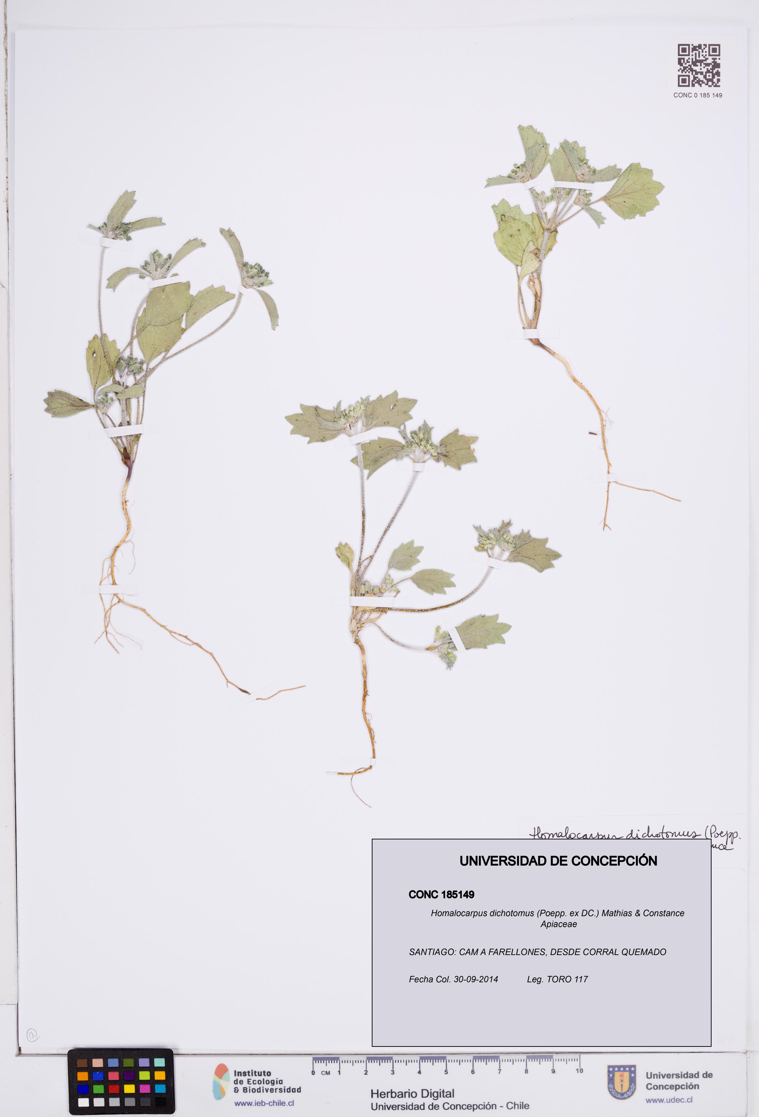 Homalocarpus dichotomus [Espécimen: ]