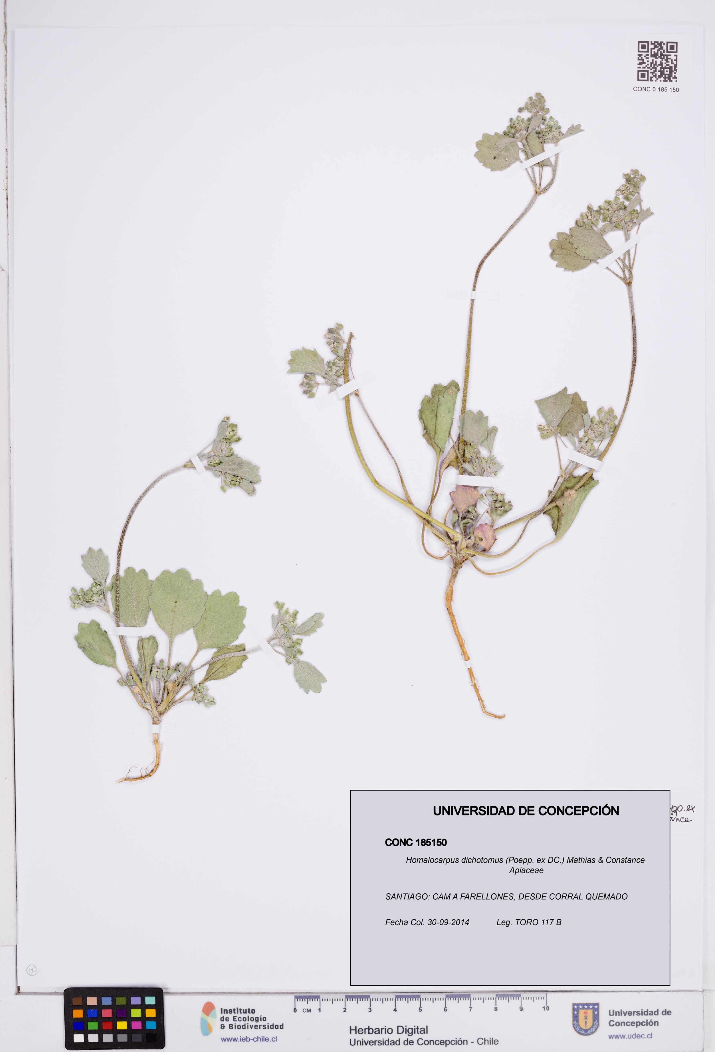 Homalocarpus dichotomus [Espécimen: ]