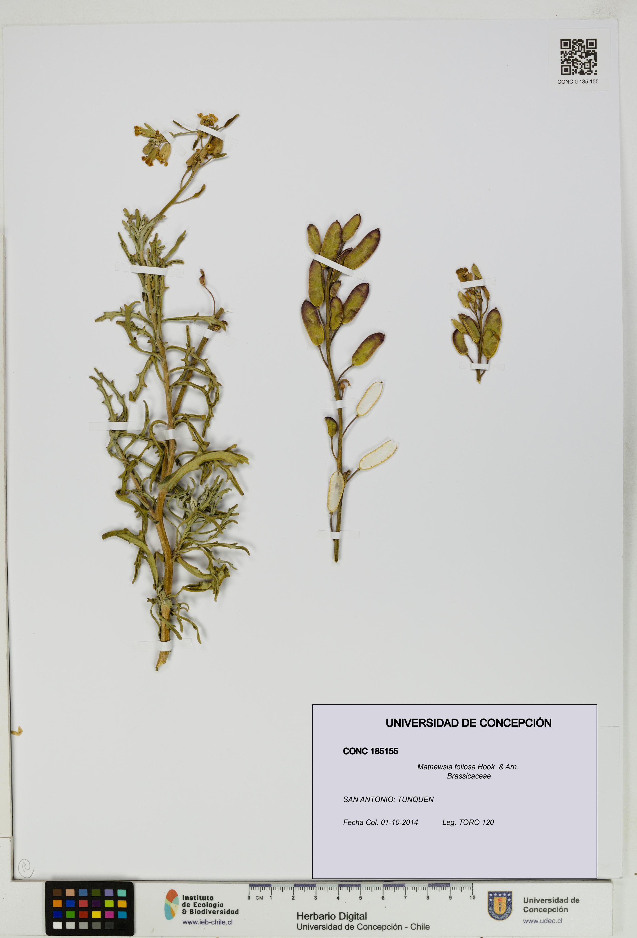 Mathewsia foliosa [Espécimen: UDEC:CONC:0185155]