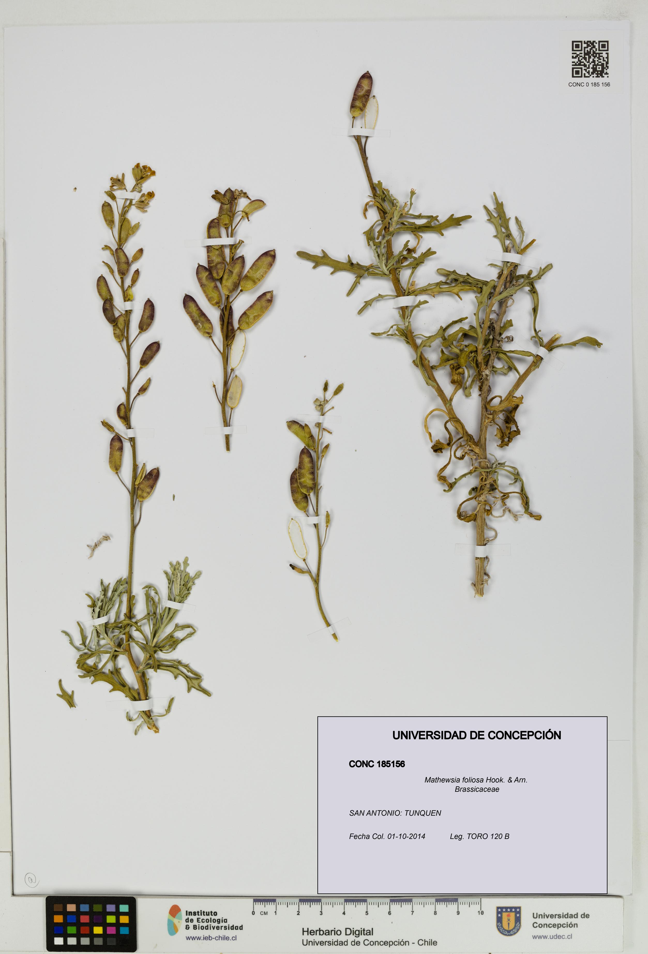 Mathewsia foliosa [Espécimen: UDEC:CONC:0185156]