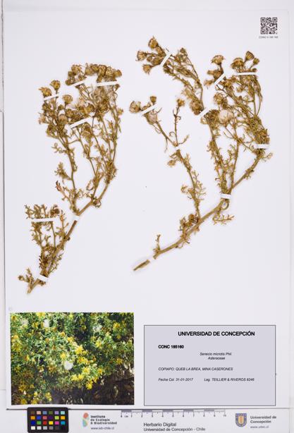 Senecio microtis [Espécimen: ]