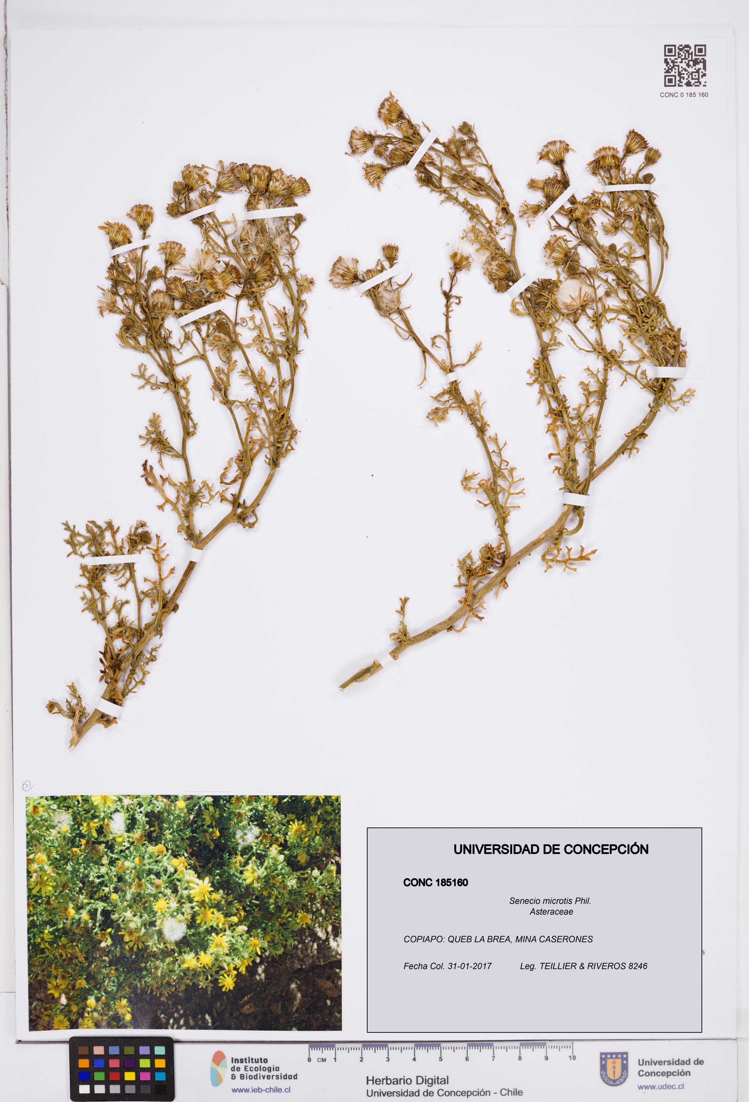 Senecio microtis [Espécimen: ]