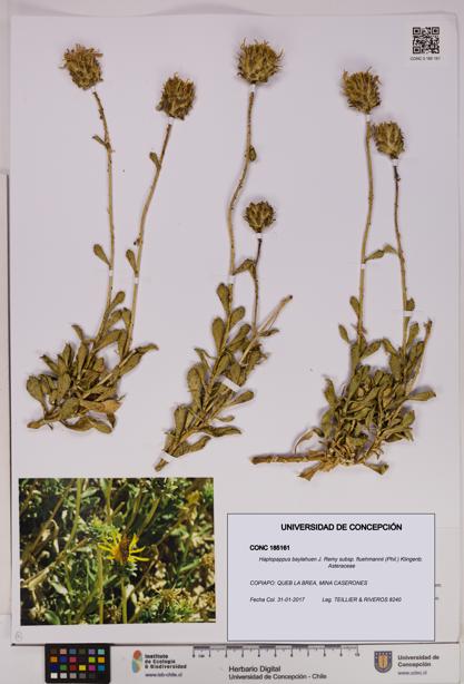 Haplopappus baylahuen subsp. fluehmannii [Espécimen: UDEC:CONC:0185161]