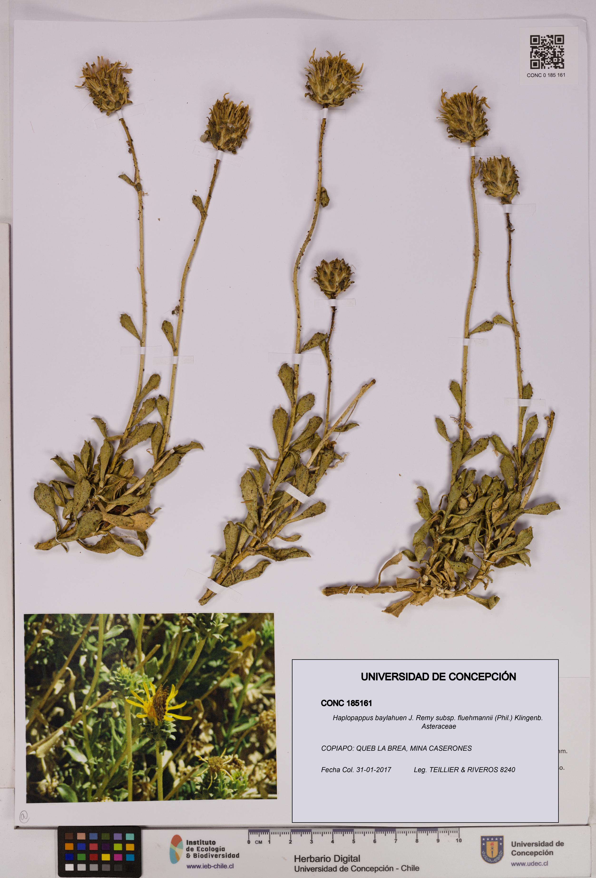 Haplopappus baylahuen subsp. fluehmannii [Espécimen: UDEC:CONC:0185161]
