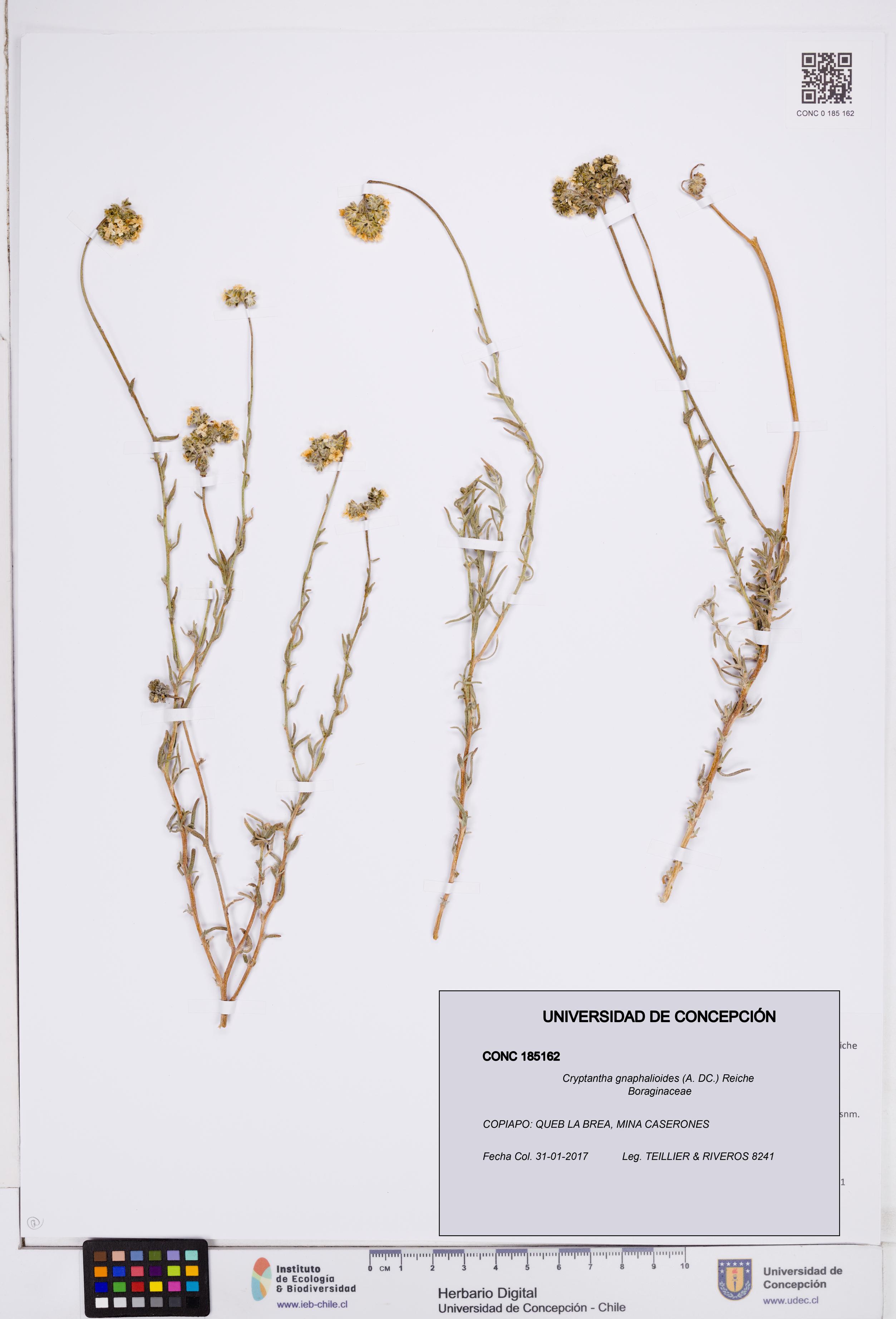 Cryptantha gnaphalioides [Espécimen: ]