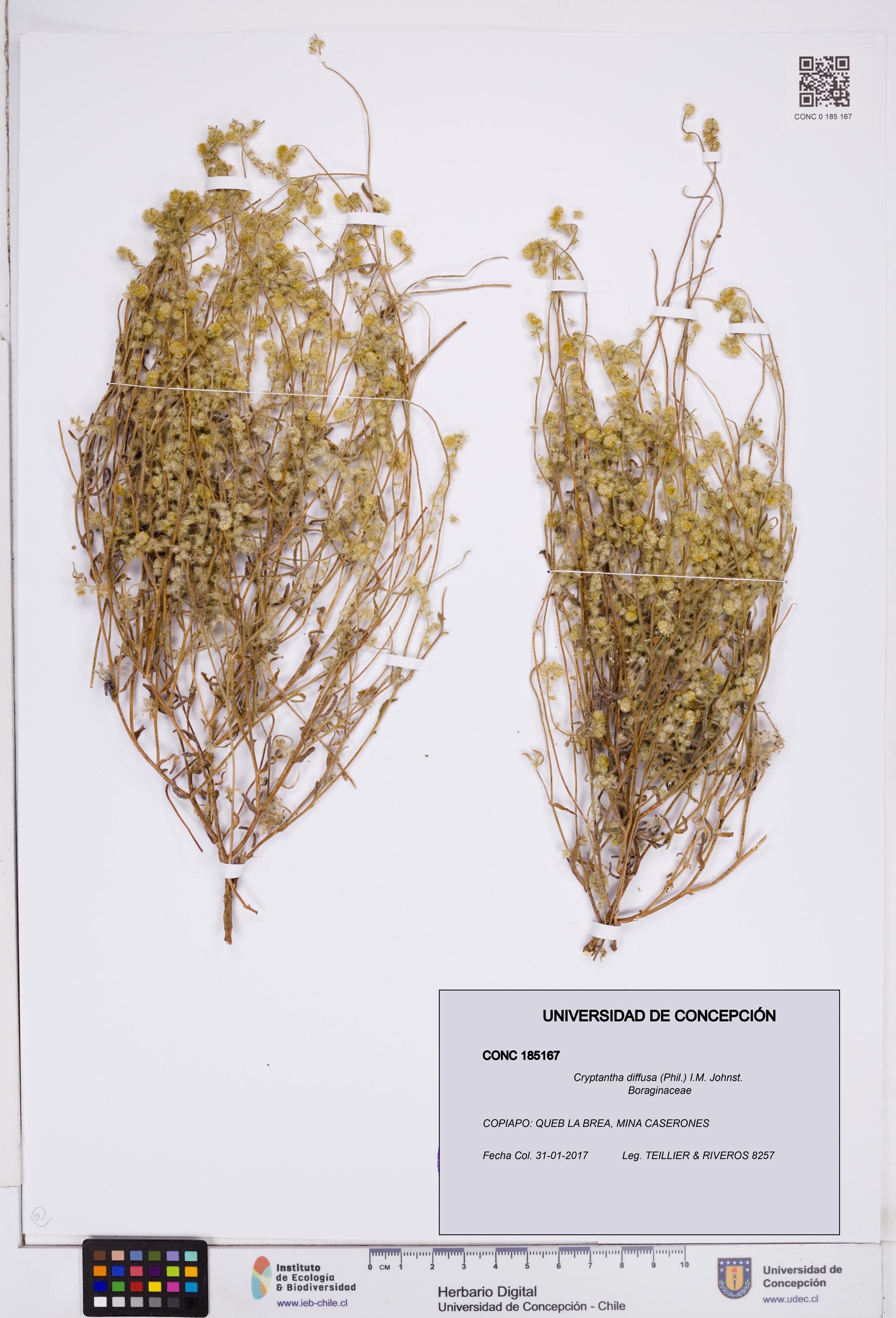 Cryptantha diffusa [Espécimen: ]