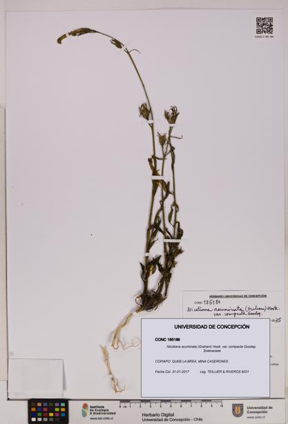 Nicotiana acuminata var. compacta [Espécimen: UDEC:CONC:0185186]