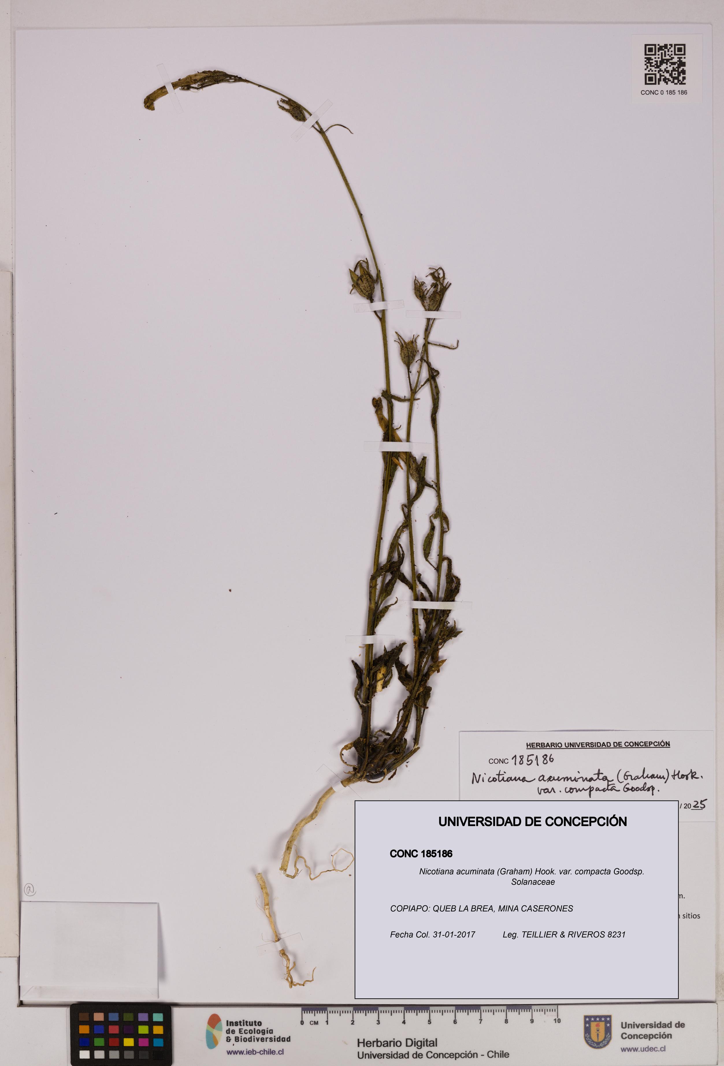 Nicotiana acuminata var. compacta [Espécimen: UDEC:CONC:0185186]