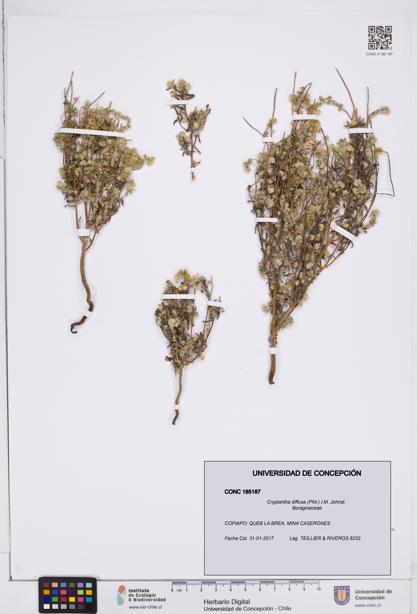 Cryptantha diffusa [Espécimen: ]