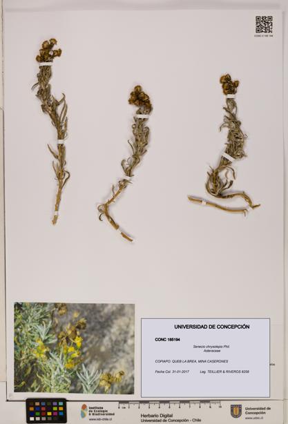 Senecio chrysolepis [Espécimen: UDEC:CONC:0185194]