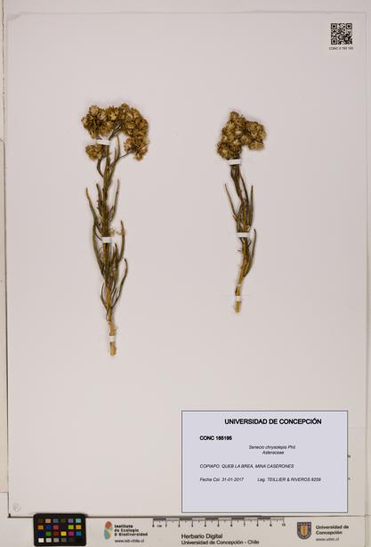 Senecio chrysolepis [Espécimen: UDEC:CONC:0185195]