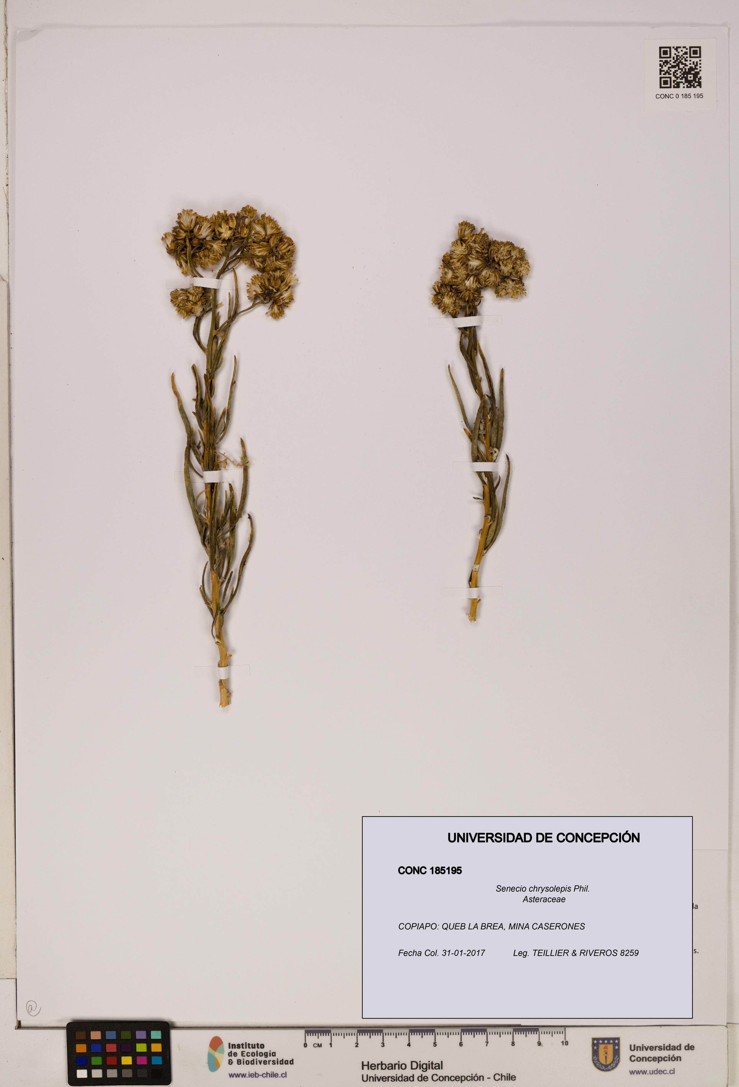 Senecio chrysolepis [Espécimen: UDEC:CONC:0185195]
