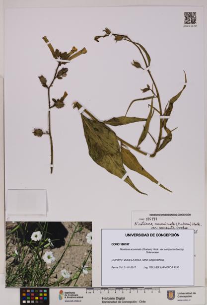 Nicotiana acuminata var. compacta [Espécimen: UDEC:CONC:0185197]