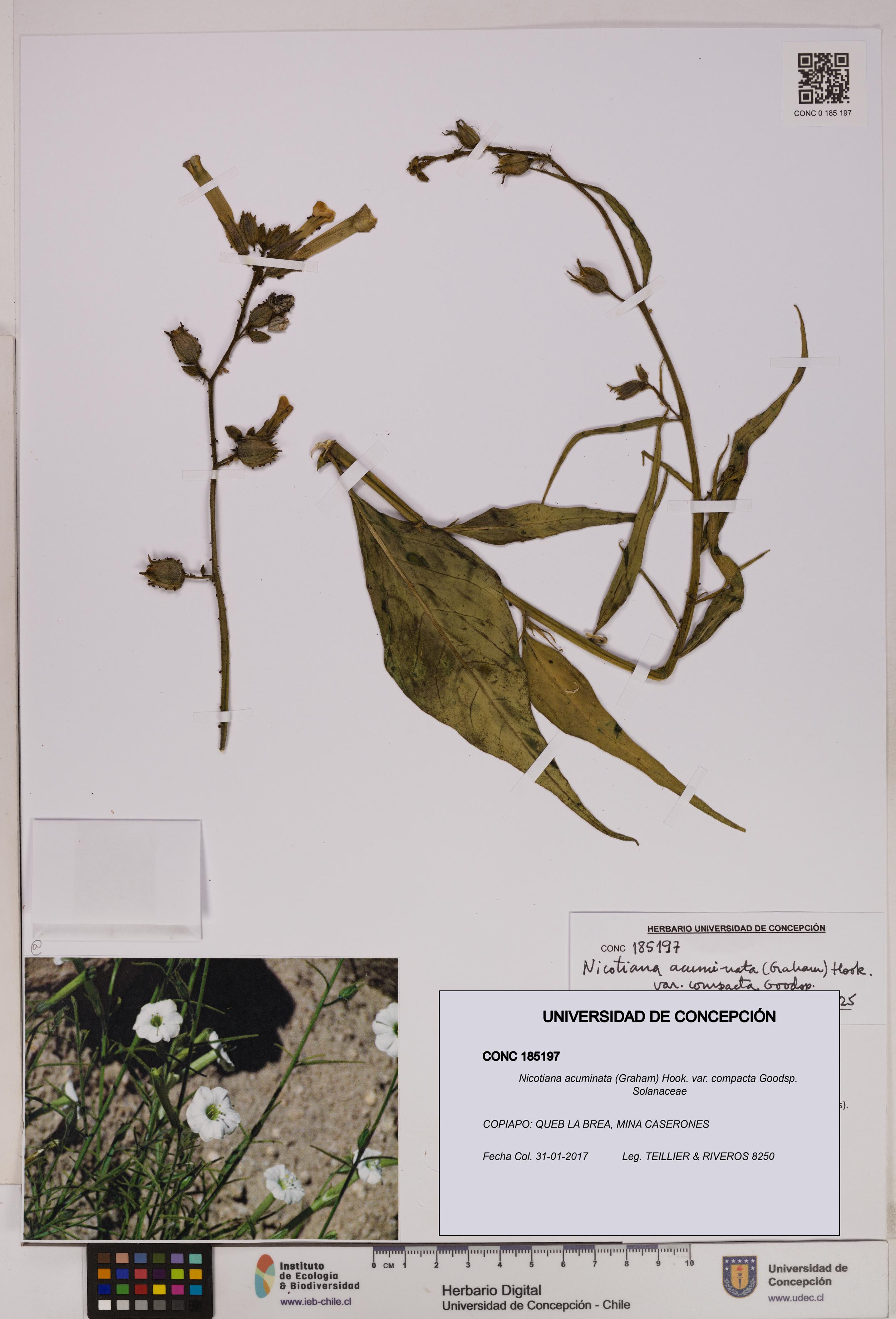 Nicotiana acuminata var. compacta [Espécimen: UDEC:CONC:0185197]