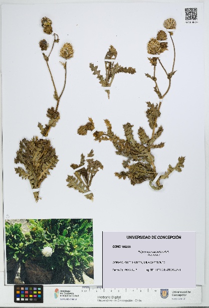 Polyachyrus carduoides [Espécimen: UDEC:CONC:0185203]