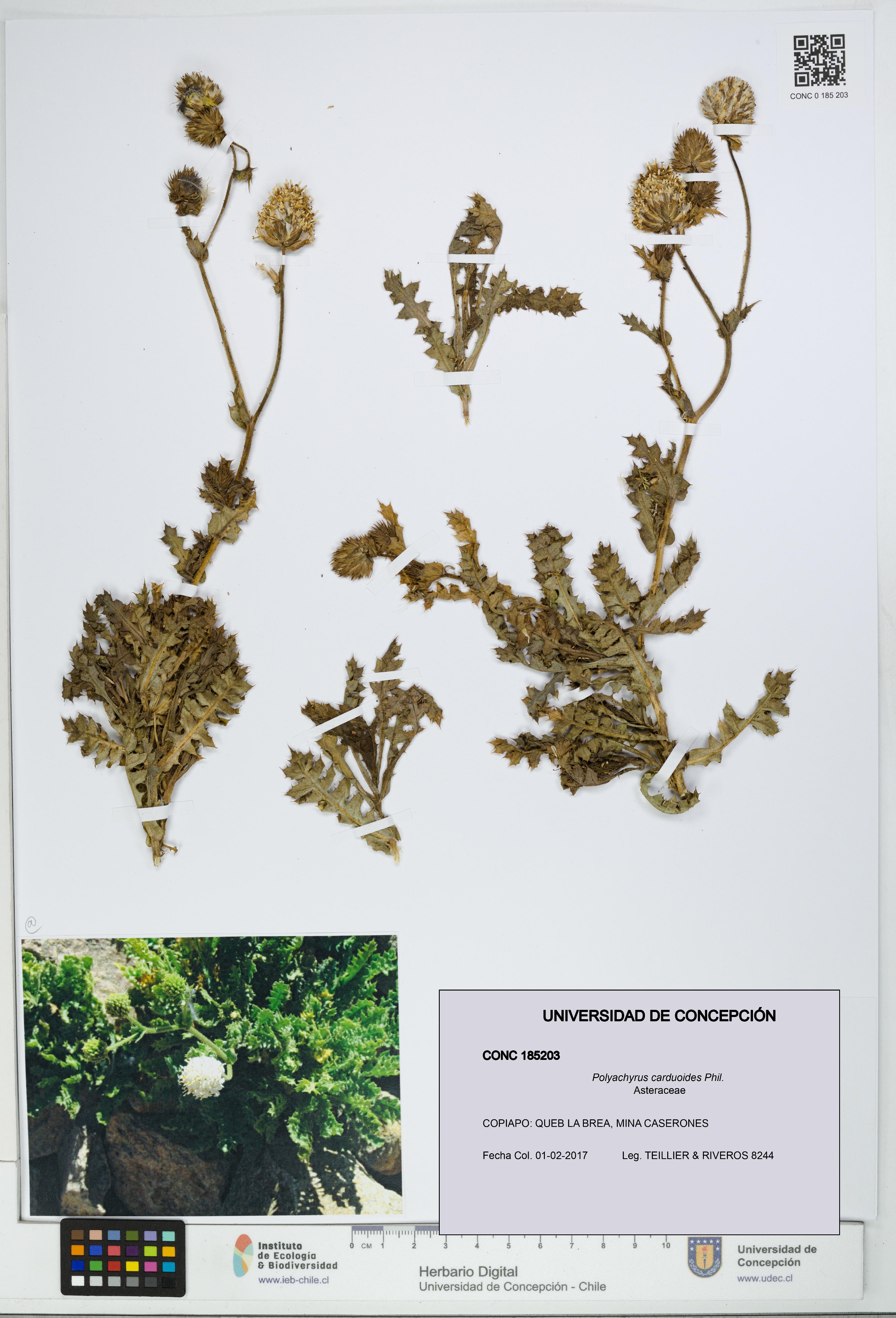 Polyachyrus carduoides [Espécimen: UDEC:CONC:0185203]