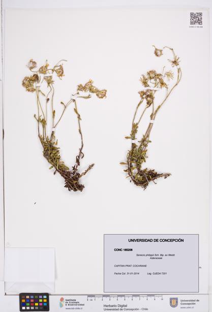 Senecio philippii [Espécimen: ]