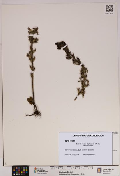 Bellardia viscosa [Espécimen: UDEC:CONC:0185207]