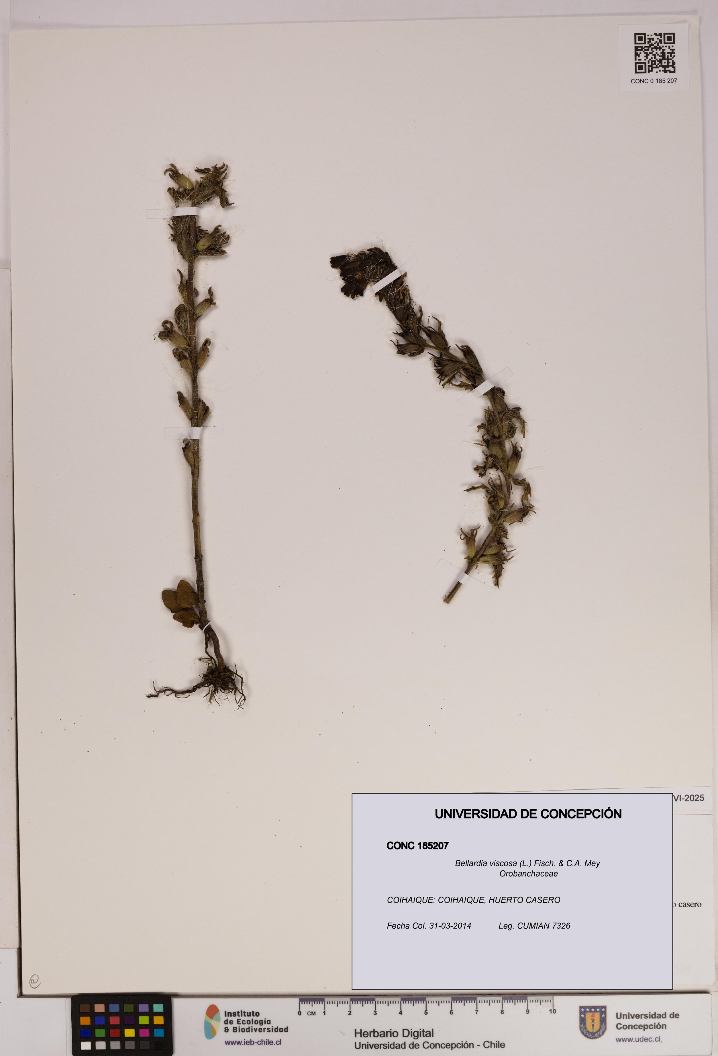 Bellardia viscosa [Espécimen: UDEC:CONC:0185207]