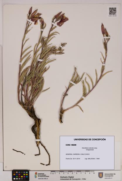 Oenothera odorata [Espécimen: UDEC:CONC:0185209]