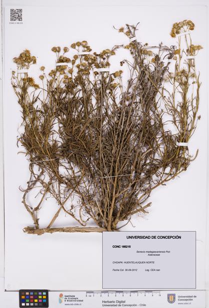 Senecio madagascariensis [Espécimen: ]