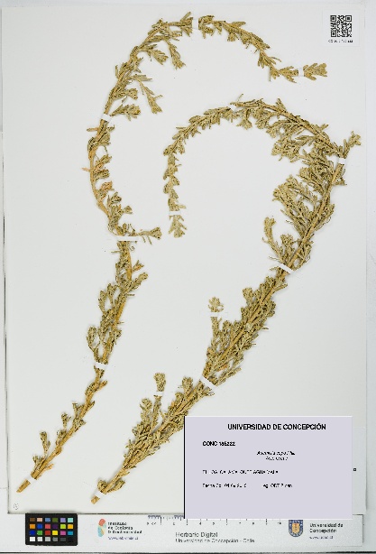 Artemisia copa [Espécimen: UDEC:CONC:0185222]