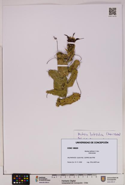 Mutisia latifolia [Espécimen: UDEC:CONC:0185223]