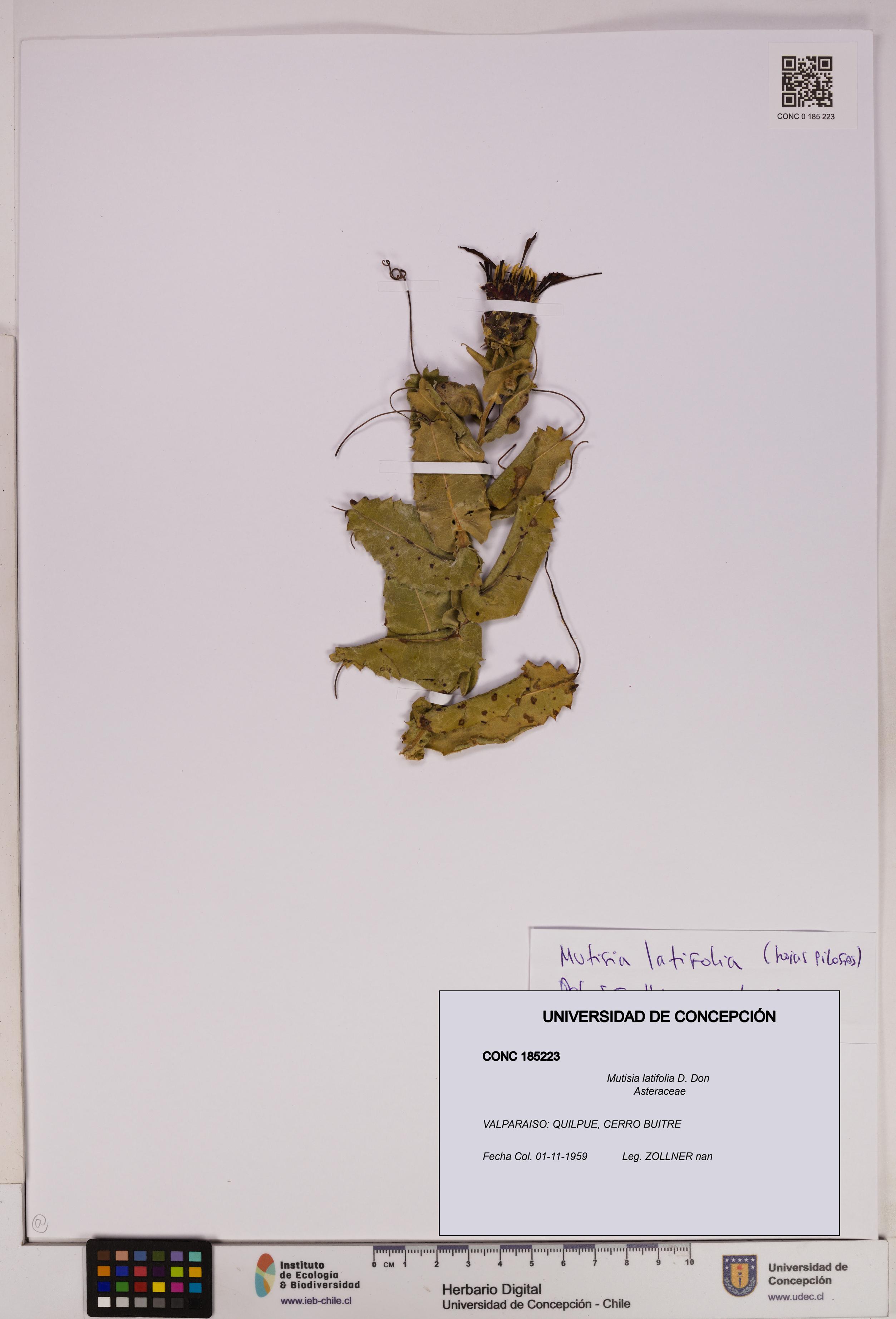 Mutisia latifolia [Espécimen: UDEC:CONC:0185223]