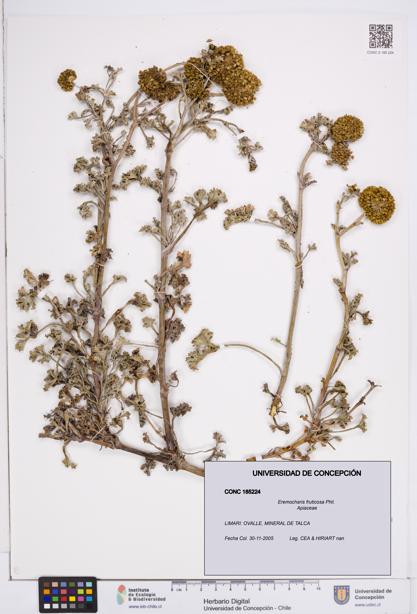 Eremocharis fruticosa [Espécimen: ]