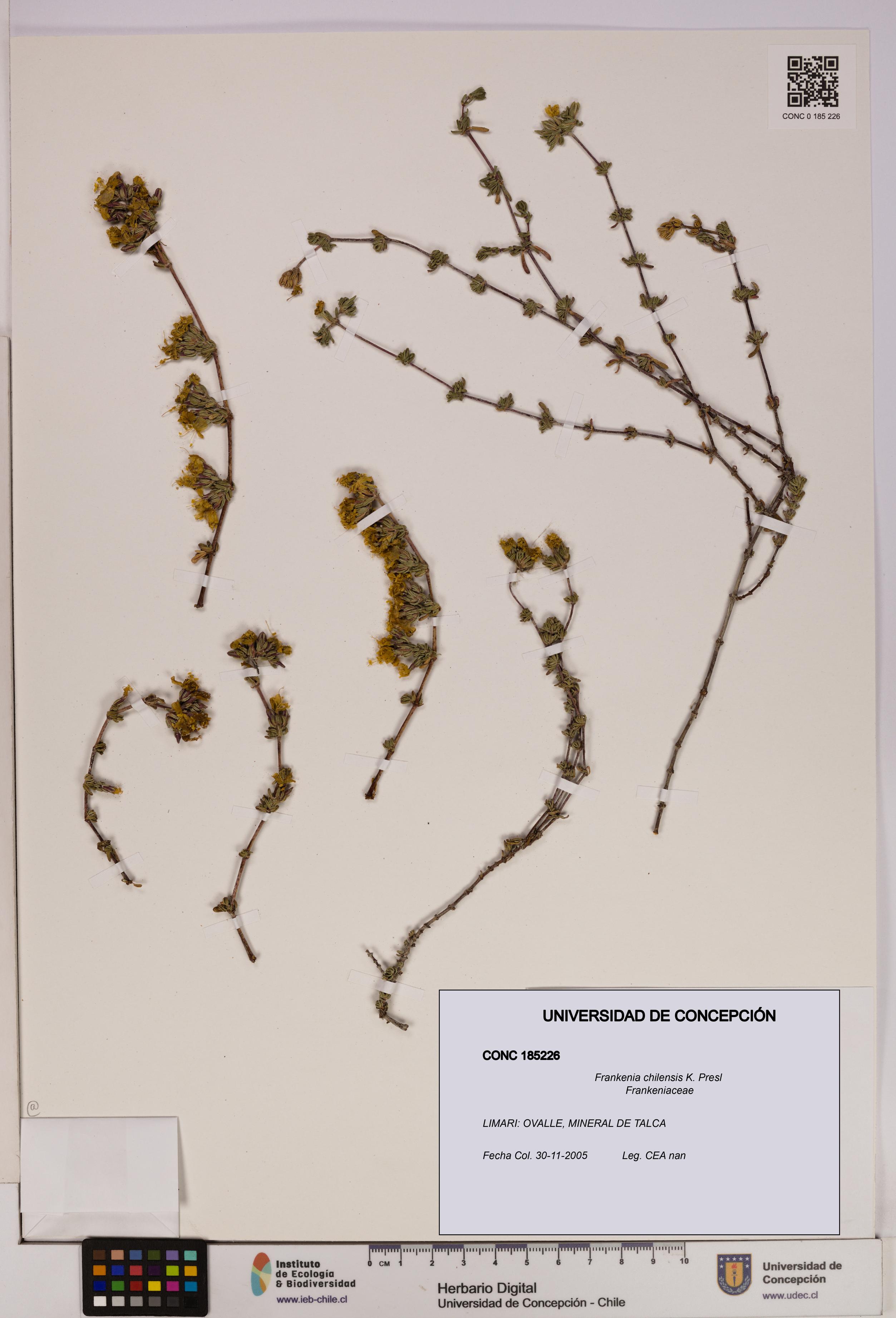Frankenia chilensis [Espécimen: UDEC:CONC:0185226]