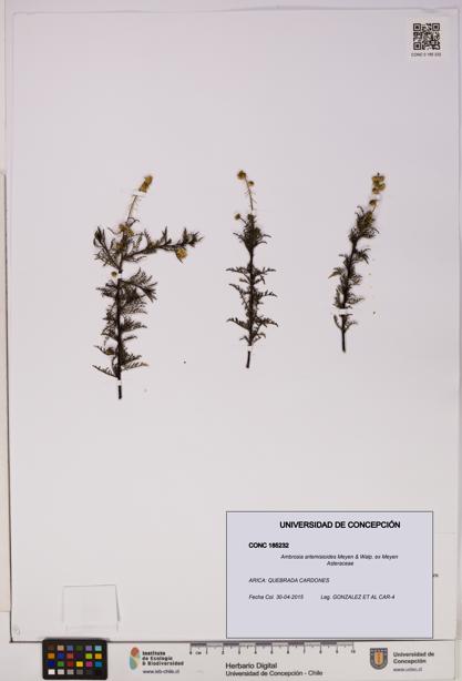 Ambrosia artemisioides [Espécimen: UDEC:CONC:0185232]