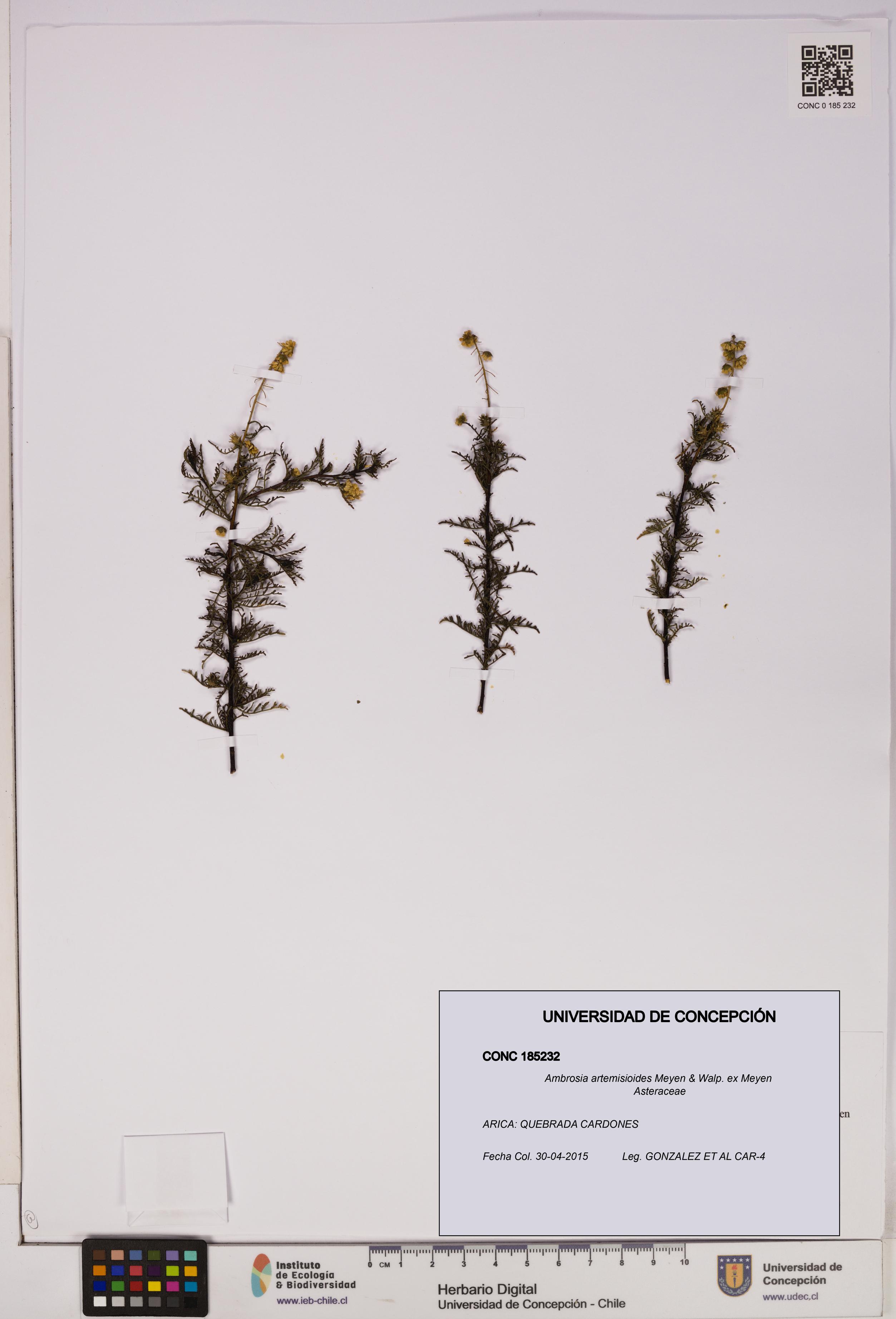 Ambrosia artemisioides [Espécimen: UDEC:CONC:0185232]