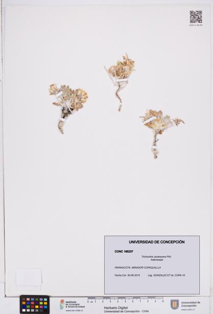 Trichocline caulescens [Espécimen: ]