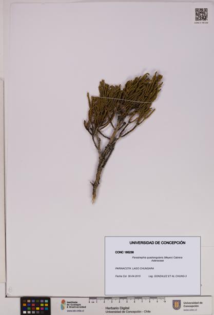 Parastrephia quadrangularis [Espécimen: UDEC:CONC:0185238]