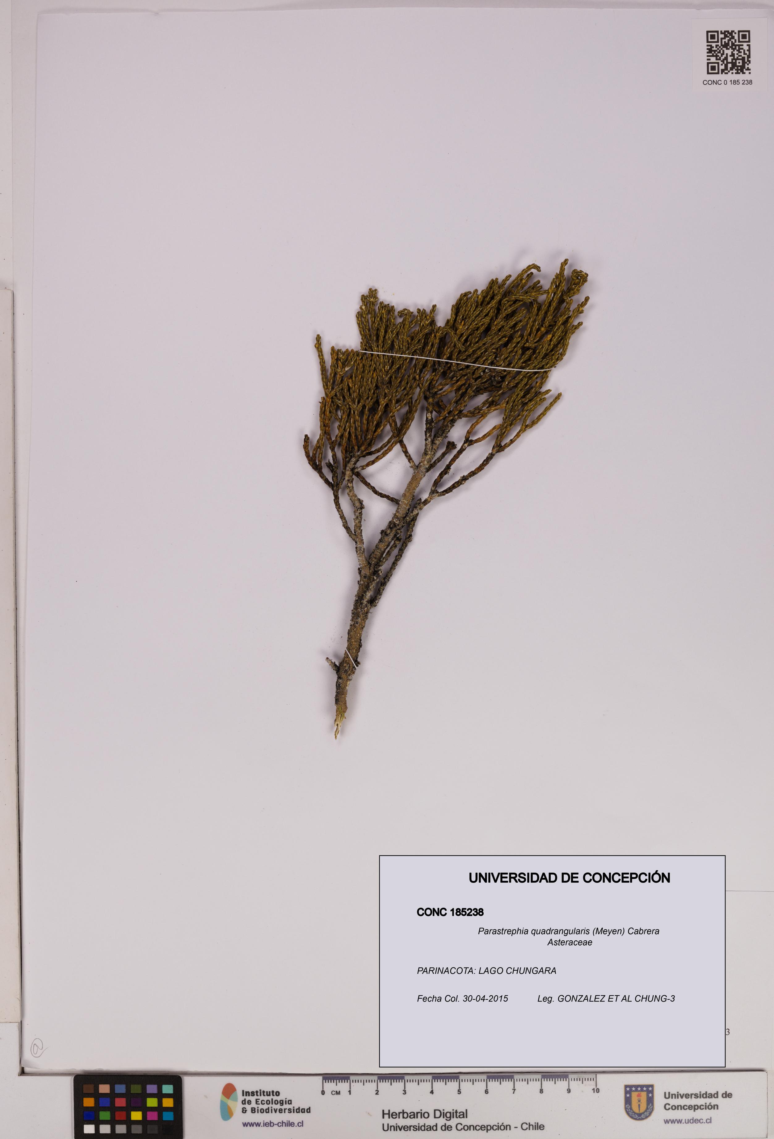 Parastrephia quadrangularis [Espécimen: UDEC:CONC:0185238]