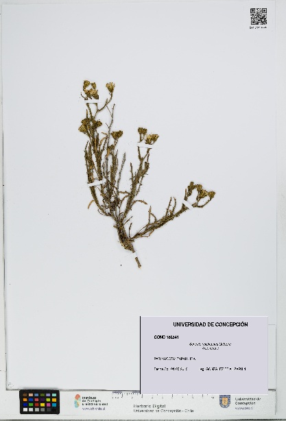 Senecio reicheanus [Espécimen: UDEC:CONC:0185241]