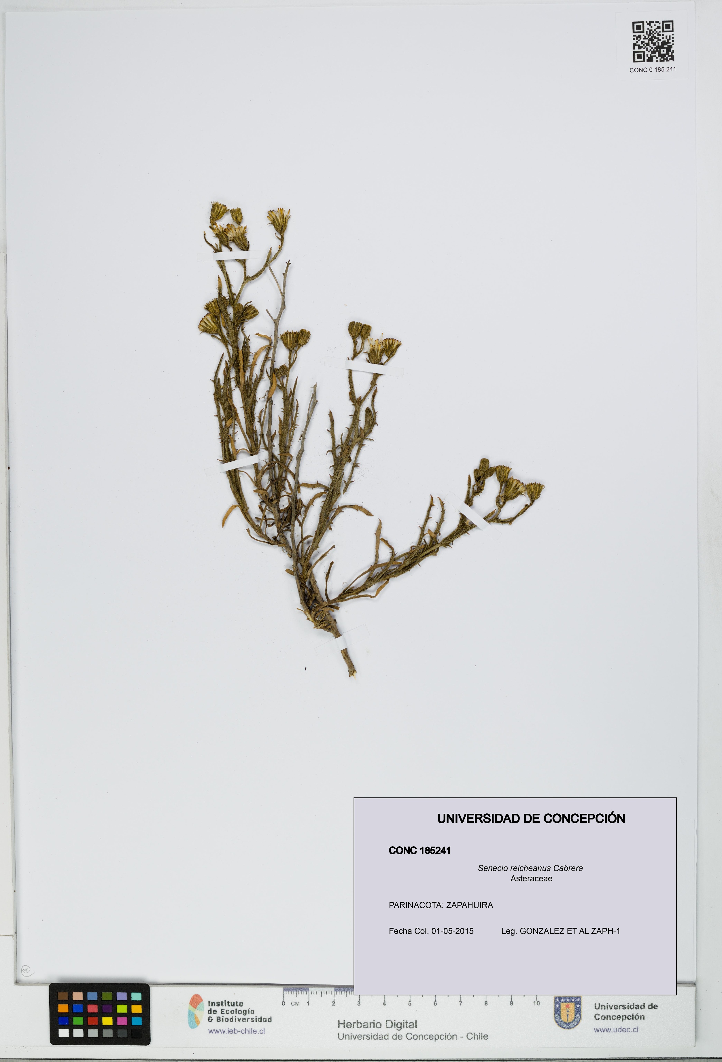 Senecio reicheanus [Espécimen: UDEC:CONC:0185241]