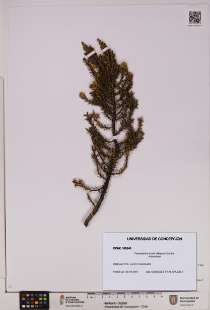 Parastrephia lucida [Espécimen: UDEC:CONC:0185243]