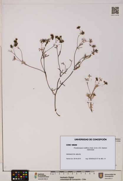 Picradeniopsis multiflora [Espécimen: ]