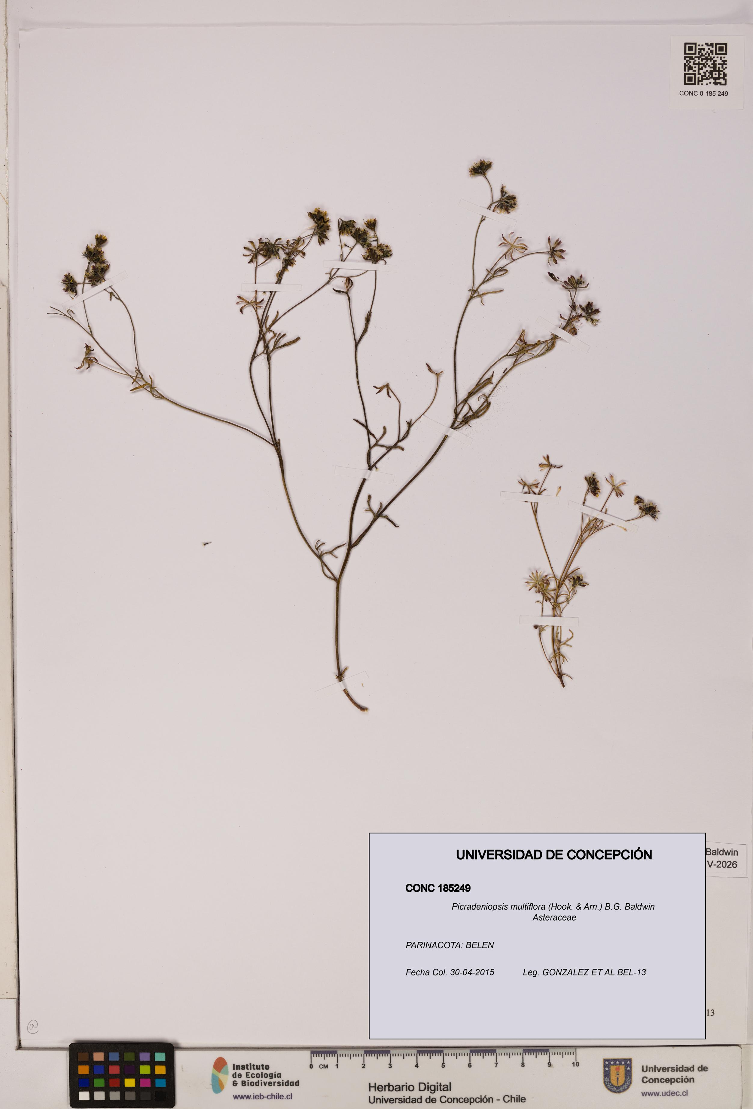 Picradeniopsis multiflora [Espécimen: ]