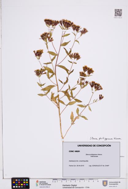 Stevia philippiana [Espécimen: ]