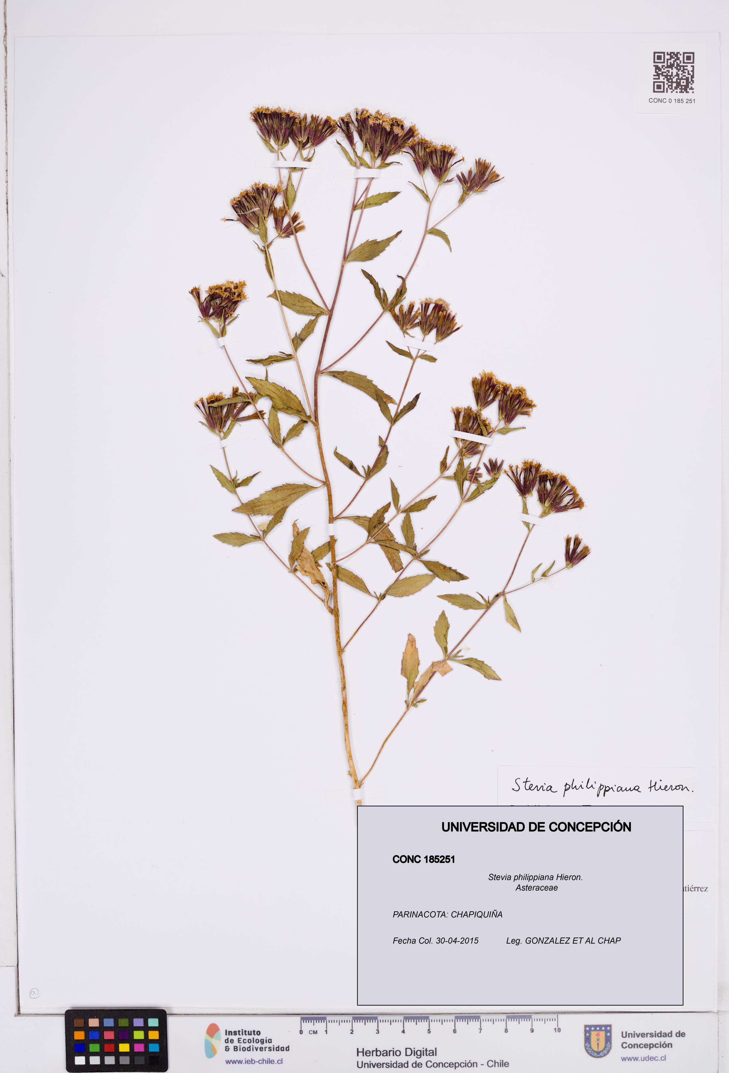 Stevia philippiana [Espécimen: ]