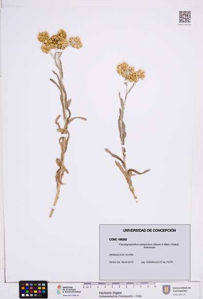 Pseudognaphalium psilophyllum [Espécimen: ]